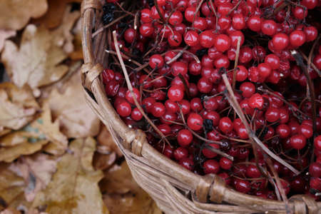 Wicker basket with red viburnum berries, yellow oak leaves.の写真素材