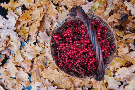 Wicker basket with red viburnum berries, yellow oak leaves.
