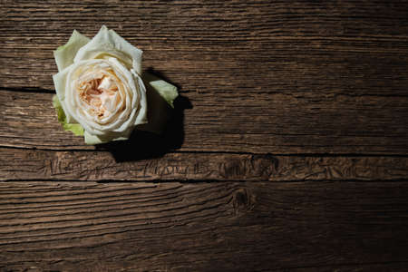 A white rose bud lies on a wooden textured board.の写真素材