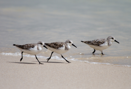 Sandpiper in the Omanの写真素材