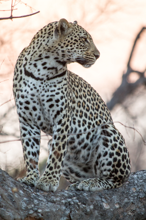 Leopard on a Treeの写真素材
