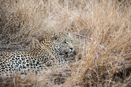 Leopard in the Savannaの写真素材