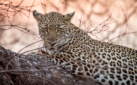 Leopard on a Treeの写真素材