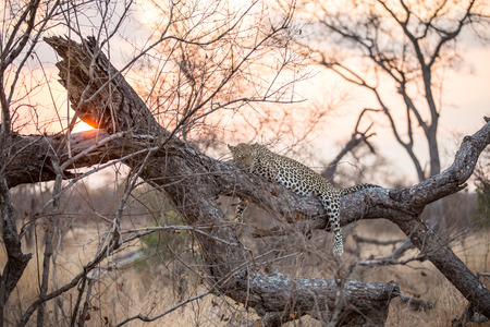 Leopard in the sundownの写真素材
