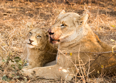 Lion Familyの写真素材