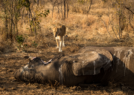 Lion at the dead Elephantの写真素材