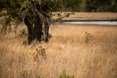 Hidden Lion in the Savanna Grassの写真素材