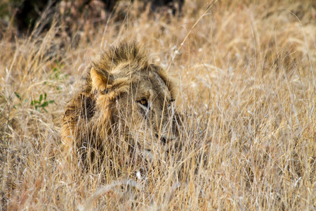 Lion in the high grassの写真素材