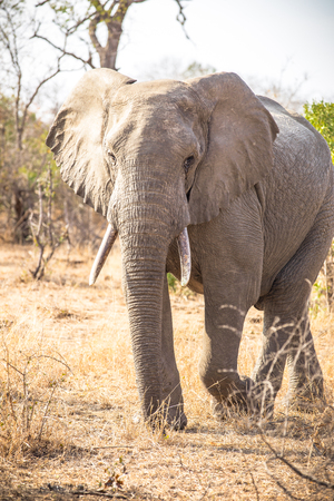 Elephant Bullの写真素材
