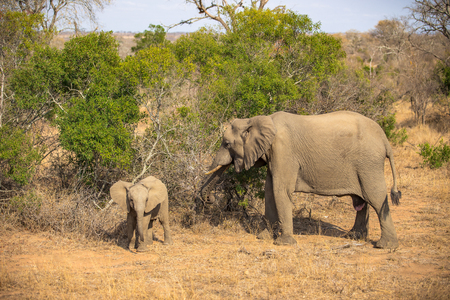 Elephant Family, South Africaの写真素材