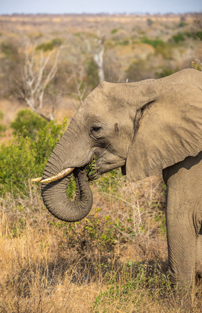 Elephantの写真素材