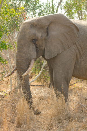 Elephant Bullの写真素材