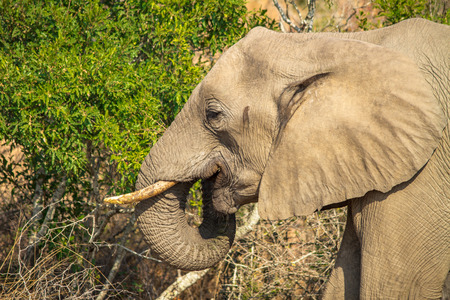 eating elephantの写真素材