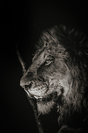 Lion at Night, South Africaの写真素材