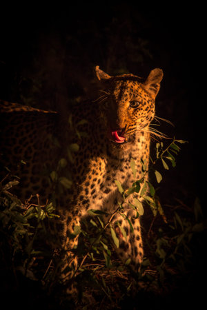 Leopard at Night, South Africa