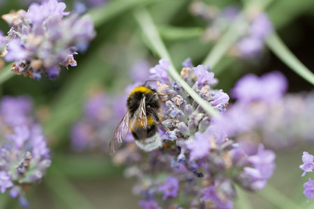 Bee at Lavender