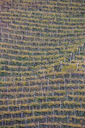 Vineyard in South Tyrol in Autumnの写真素材