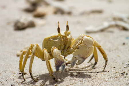 Horned Ghost Crabの写真素材
