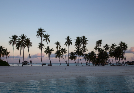Palms on the Beach, Maldivesの写真素材