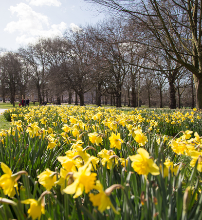 Narcissus in Springの写真素材