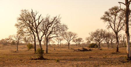 Savanna, South Africaの写真素材