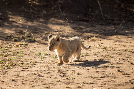 Walking Lion Babyの写真素材