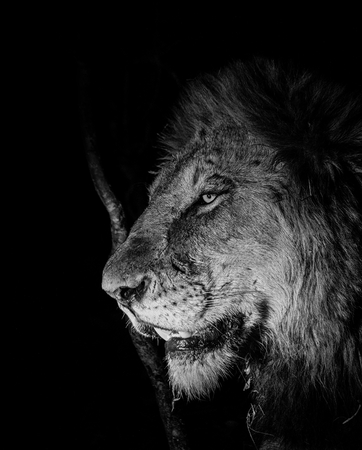 Lion at Night, South Africaの写真素材