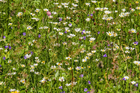 Flowers on the Meadowの写真素材
