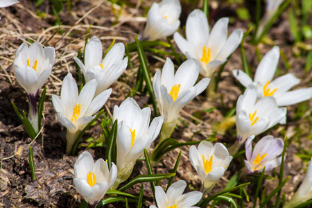 Crocus in the Alpsの写真素材
