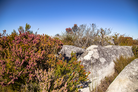 Fynbos on the Table Mountainの写真素材