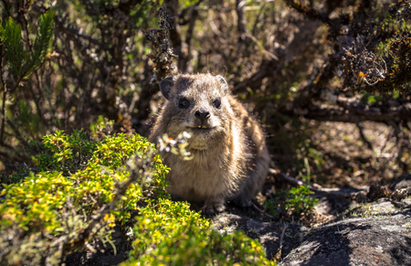 South African Dassie, Cape Townの写真素材