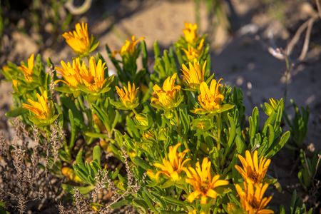 Yellow Flowers near Paternoster, South Africaの写真素材