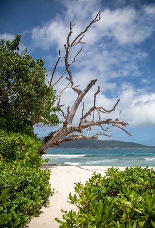 At the beach, Seychellesの写真素材