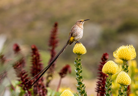 Cape Sugarbird at a yellow protea