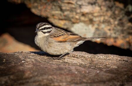 Cape Sparrow in the Sun.の写真素材
