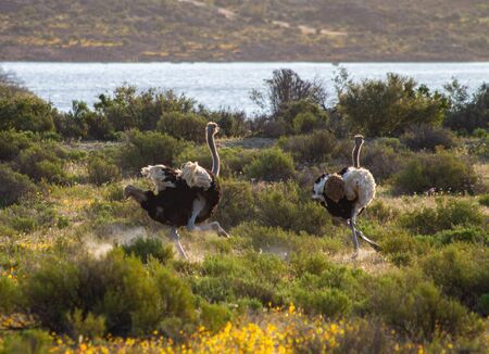 Ostrich, Cederberg, Western Capeの写真素材