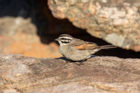 Cape Sparrow in the Sun.の写真素材
