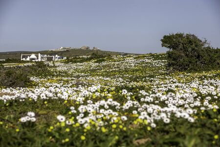 Wild Flowers, near Paternoster, Western Capeの写真素材
