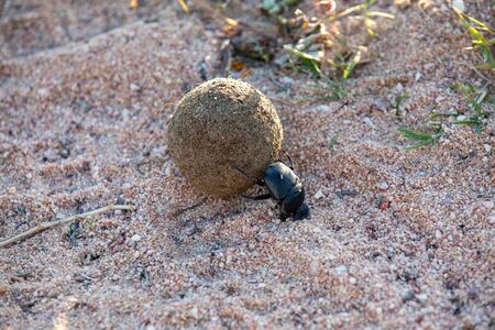Dung Beetle at his work, Cederberg Mountainsの写真素材