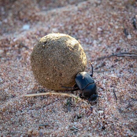 Dung Beetle at his work, Cederberg Mountainsの写真素材