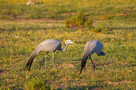 Blue Crane at the Western Capeの写真素材