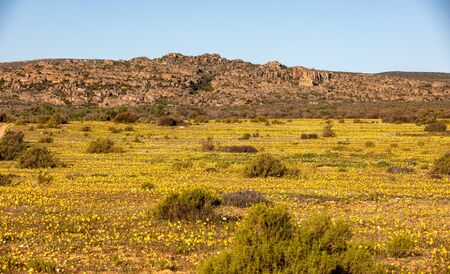 Wild Flowers at the Cederberg Mountains, Western Capeの写真素材