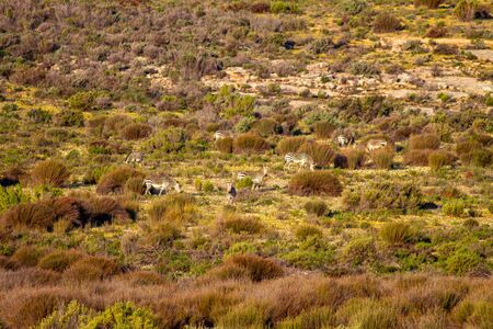 Mountain Zebra in the Cederbergsの写真素材