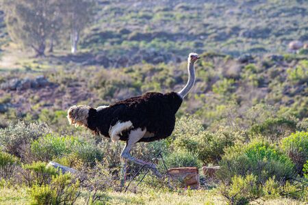 Ostrich at the Cederberg Mountains, Western Capeの写真素材