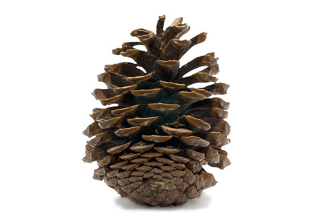 cedar cone isolated on white