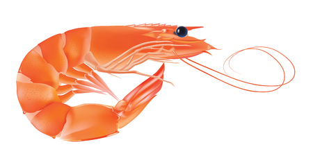 Vector Shrimp Seafood. Prawn illustration isolated on white backgroundのイラスト素材
