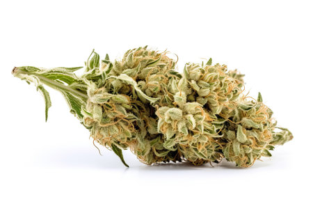 Medical marijuana plant isolated on white background, therapeutic and curative effects of cannabis, advantages of using cannabisの写真素材