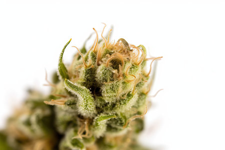 Medical marijuana plant on white background, therapeutic and curative effects of cannabis, advantages of using cannabisの写真素材