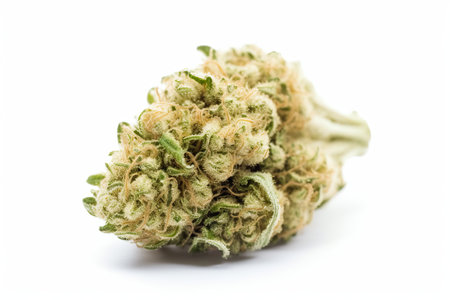 Therapeutic cannabis flower isolated on white background, medicinal properties of marijuana, the advantages of using cannabis for health reasonsの写真素材