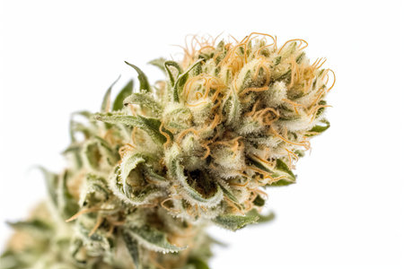 Therapeutic cannabis flower on white background, medicinal properties of marijuana, the advantages of using cannabis for health reasonsの写真素材